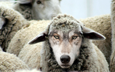 Shepherds, Pastors, and Wolves