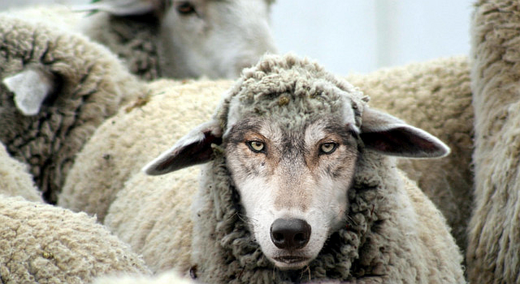 A Wolf in Sheep's Clothing?